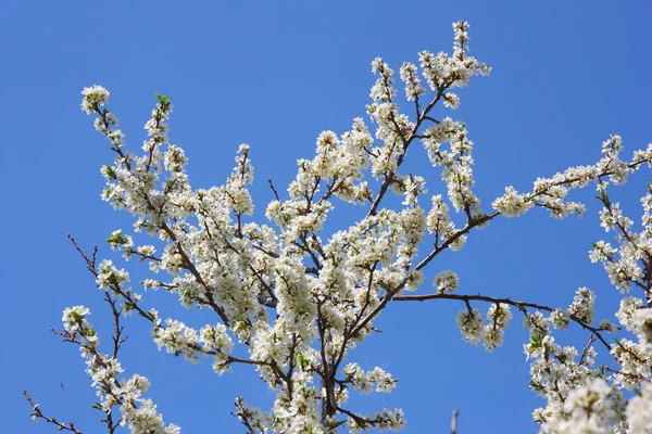 애플 꽃 클로즈업입니다. 흰색 꽃 — 스톡 사진