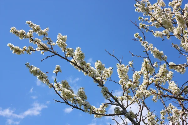 Apple blossom close-up. White flowers — Stock Photo, Image