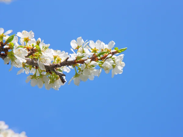 애플 꽃 클로즈업입니다. 흰색 꽃 — 스톡 사진