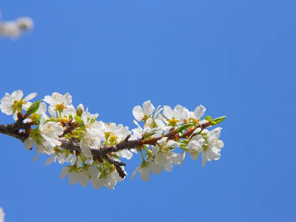 Яблуко цвіте крупним планом. Білі квіти — стокове фото