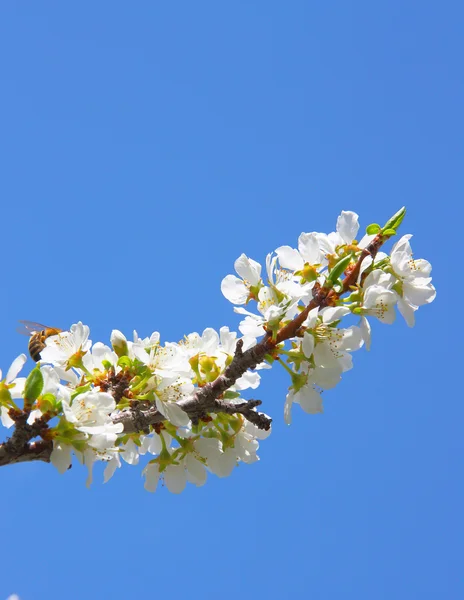 苹果开花特写。白色的花 — Stockfoto