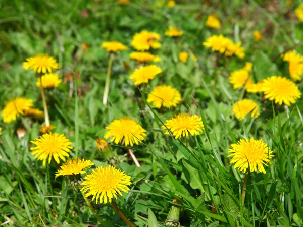 畑にはタンポポの花がたくさん咲いています。 — ストック写真
