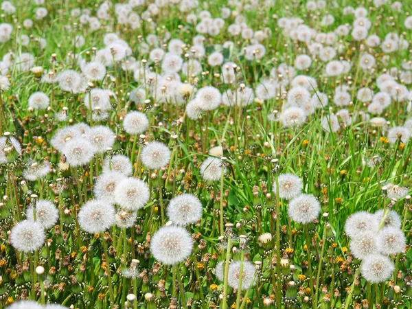 夏の畑のタンポポの花の — ストック写真