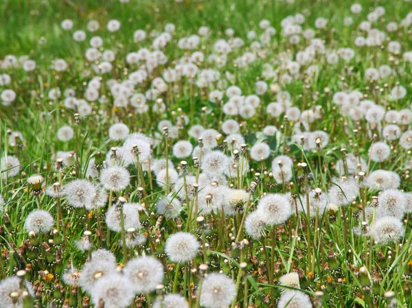 Summer field of dandelions flowers — Stock Photo, Image