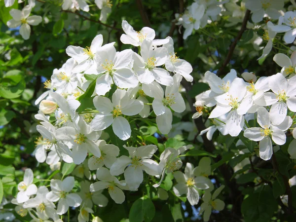 Apple blossom close-up. witte bloemen — Stockfoto