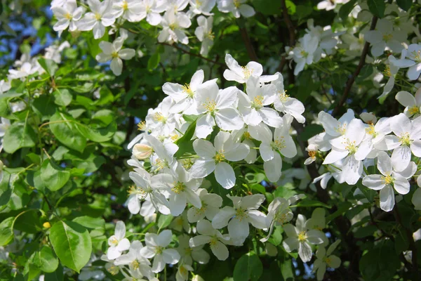 Apple の花のクローズ アップ。白い花 — ストック写真