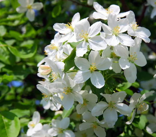 Primer plano de la flor de manzana. Flores blancas —  Fotos de Stock