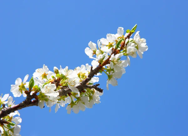 Primer plano de la flor de manzana. Flores blancas Fotos De Stock
