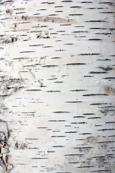 Bark of birch in the cracks texture — Stock Photo, Image
