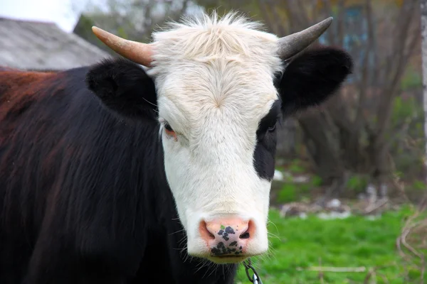 Głowę krowa rogi (byk) — Zdjęcie stockowe