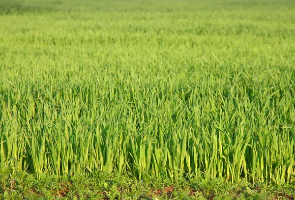 Zielona trawa tło tekstury prosto — Zdjęcie stockowe
