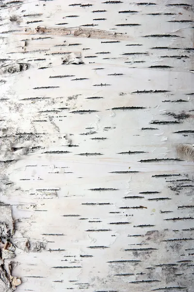 裂纹纹理中的桦树树皮 — 图库照片#