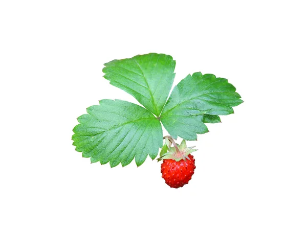 Φράουλες closeup με πράσινα φύλλα — Φωτογραφία Αρχείου