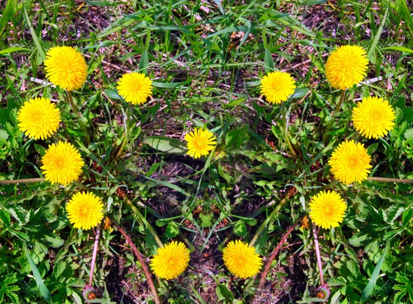 Сердце из желтых одуванчиков на зеленой траве — стоковое фото