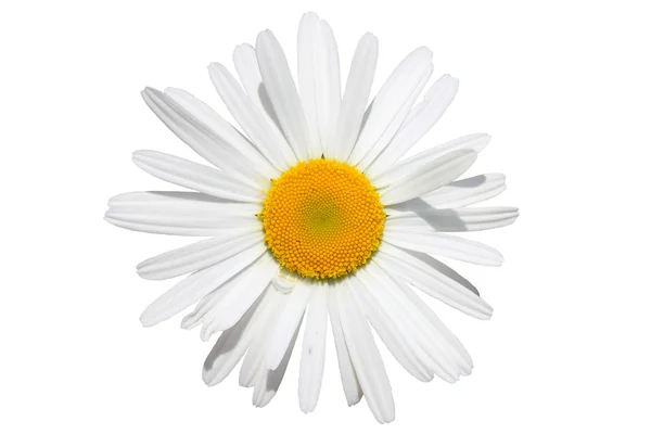Kamilla virág elszigetelt — Stock Fotó