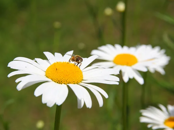 Концепция солнечной весны с цветами и пчелами — стоковое фото