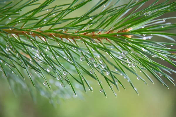 Närbild på pine tree förgrena sig spruce dagg — Stockfoto