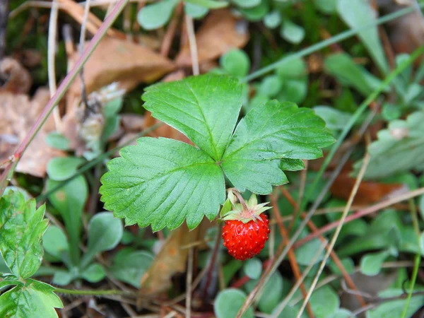 Φράουλες closeup με πράσινα φύλλα — Φωτογραφία Αρχείου