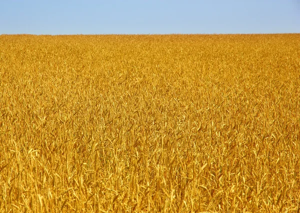 Grano amarillo listo para la cosecha que crece en un campo agrícola — Foto de Stock