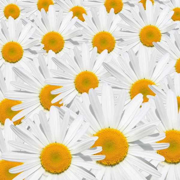 Daisy flower texture — Stock Photo, Image