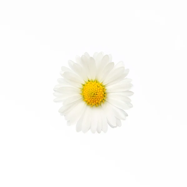 Fiore di margherita isolato — Foto Stock