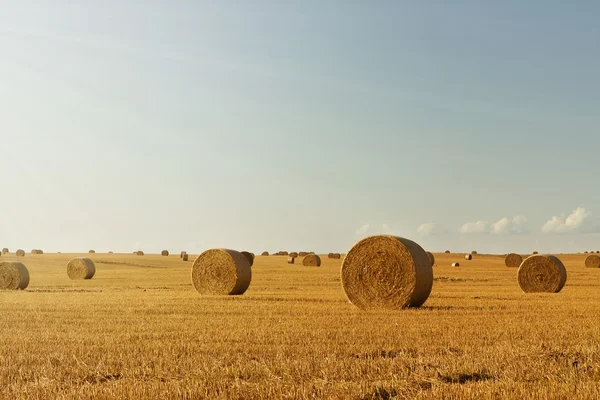 stock image Harvest