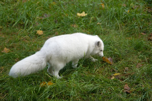 stock image Arctic fox