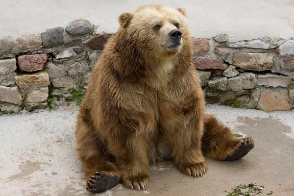 stock image Brown bear