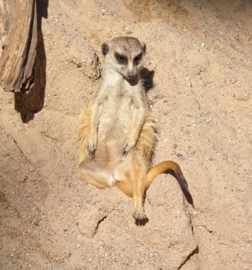 Çöl faresi Suricata suricatta