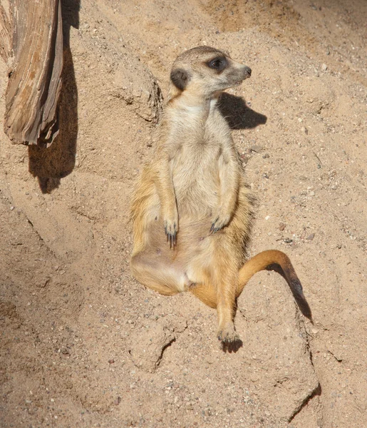 Meerkat Suricata suricatta — Stockfoto