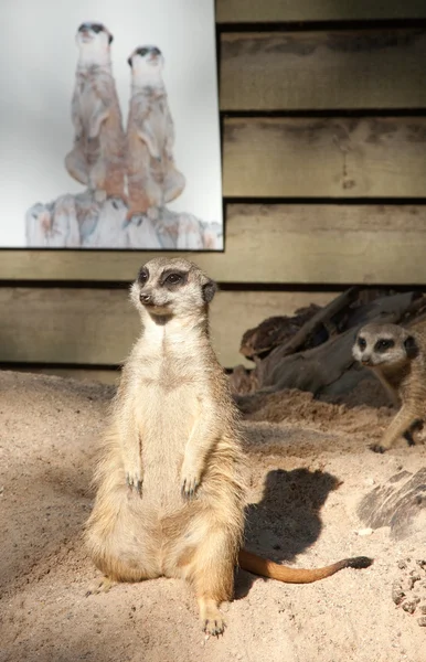 猫鼬 suricata suricatta — 图库照片