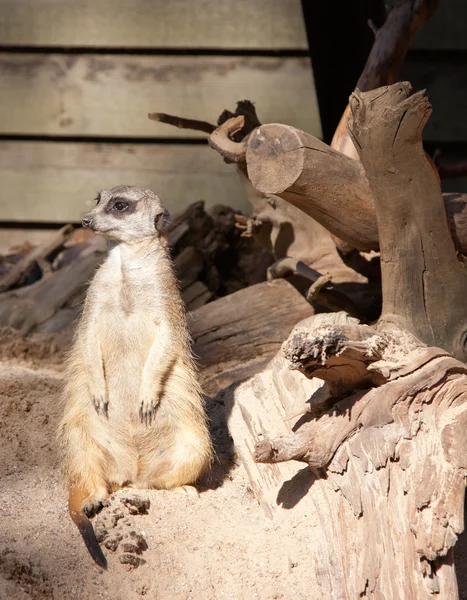 Suricatta suricata suricatta —  Fotos de Stock
