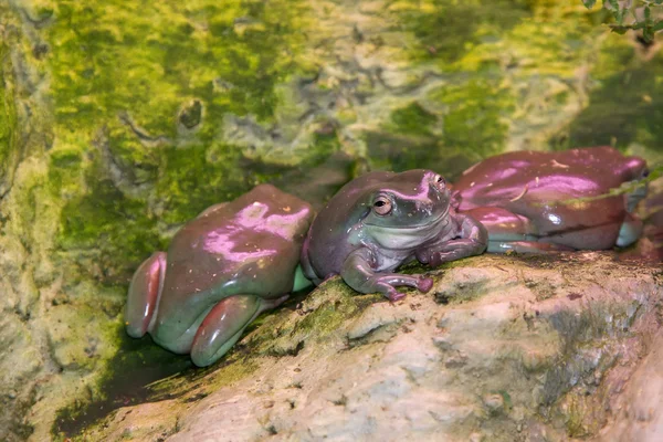 Рептилія жаба — стокове фото
