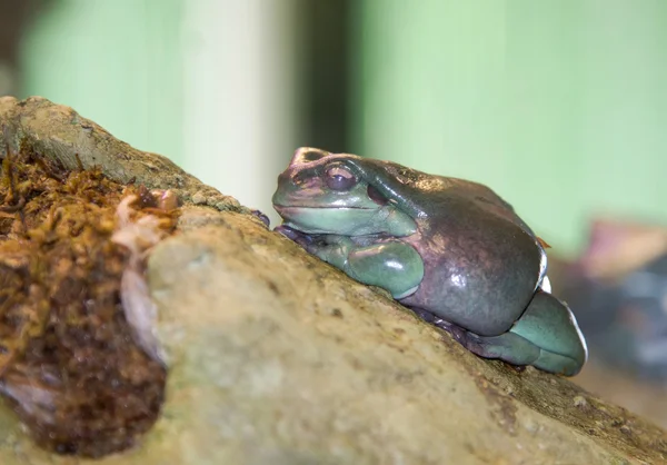 Рептилія жаба — стокове фото