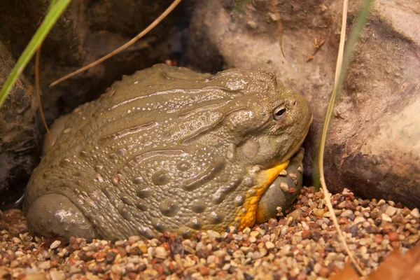 Żaba gad — Zdjęcie stockowe