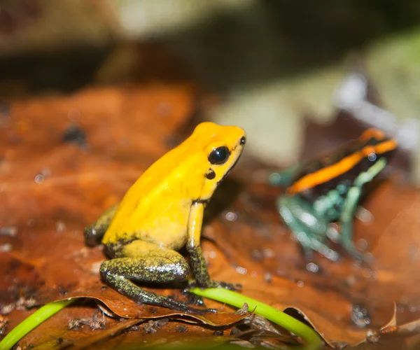 개구리 파충류 — 스톡 사진