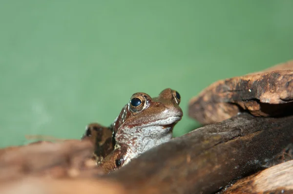 Reptil rana — Foto de Stock