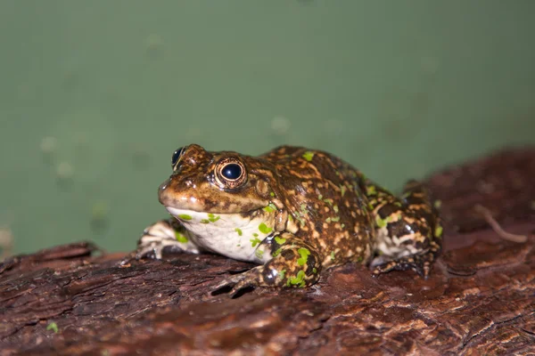青蛙爬行动物 — 图库照片
