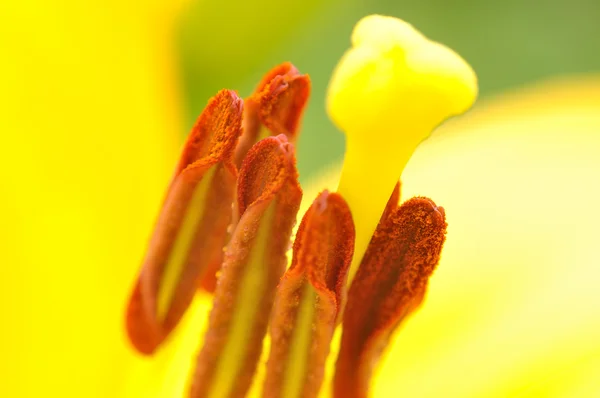 Žlutá lilie makro — Stock fotografie