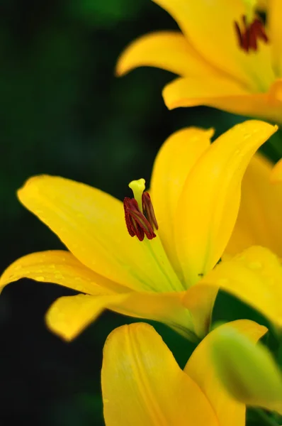 Жовті лілії — стокове фото