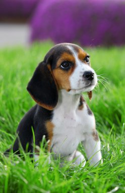 Pedigree beagle puppy playing outside in the grass clipart