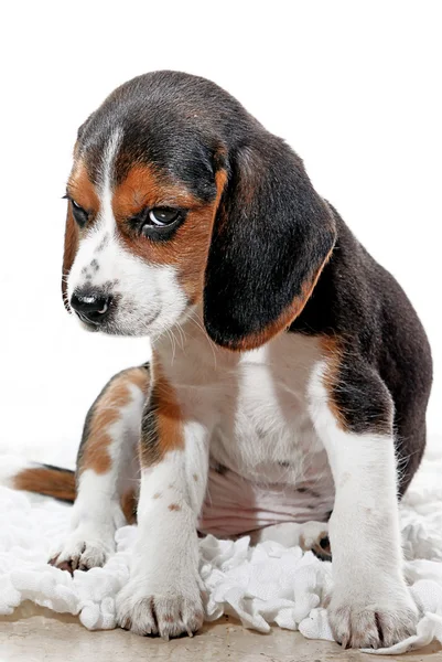 Puppy hondje met houding — Stockfoto