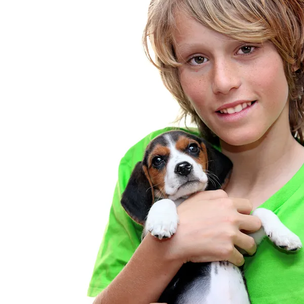 Holding, evde beslenen hayvan beagle yavru köpek çocuk — Stok fotoğraf