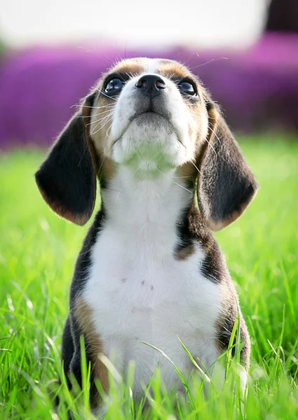 美丽的纯种小猎犬小狗 (焦点在胡须上的草地上) — 图库照片