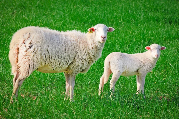 stock image Sheep, ewe with baby lamb