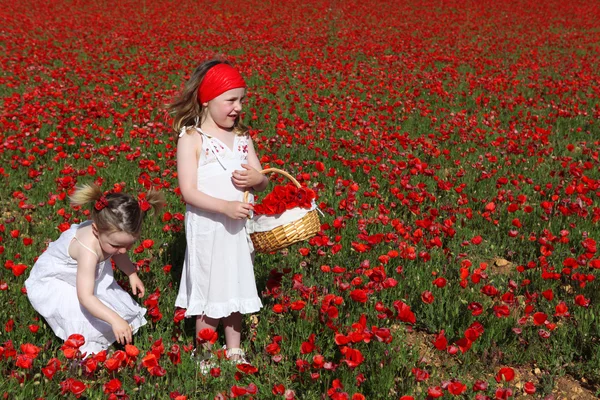 Κοριτσάκια, μαζεύοντας λουλούδια στο πεδίο παπαρούνας καλοκαίρι — Φωτογραφία Αρχείου