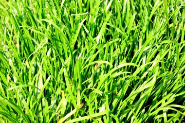 Leaves grass green clipart