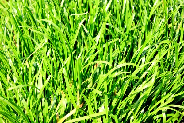 Deja hierba verde —  Fotos de Stock
