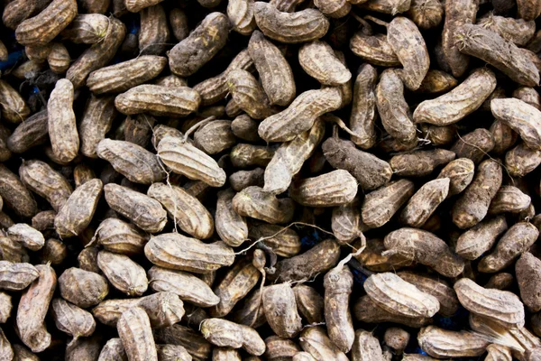 Ground nuts — Stock Photo, Image