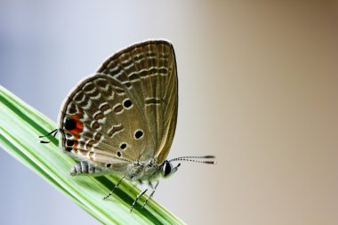 Kelebek kahverengi kırmızı nokta nokta